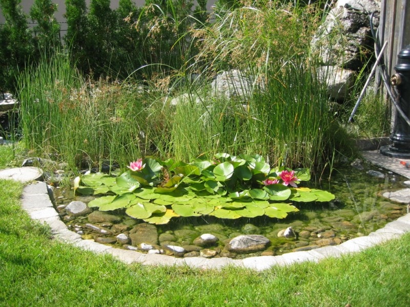 feuchtbiotop im garten howbaboutorange