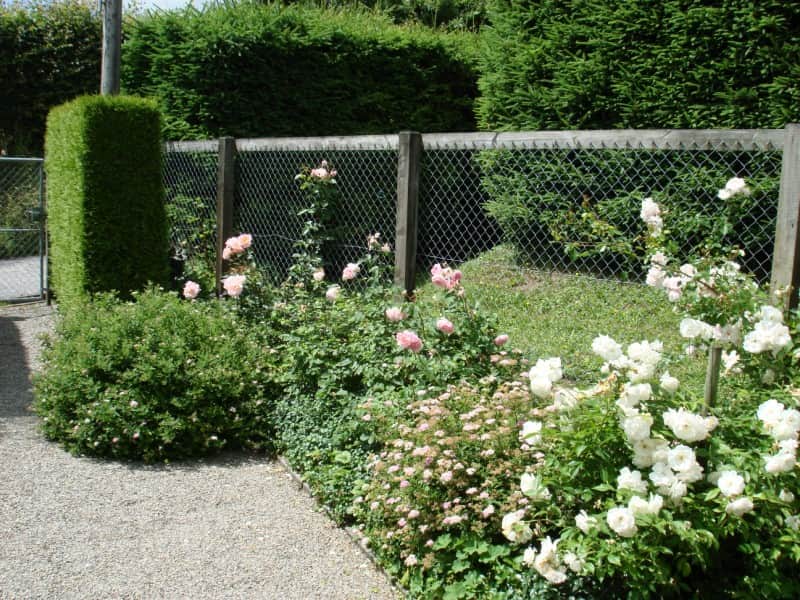 Rosenpflege für duftende Pracht