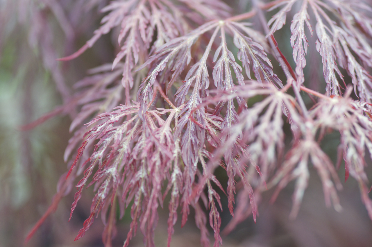 Varioplant Ahorn
