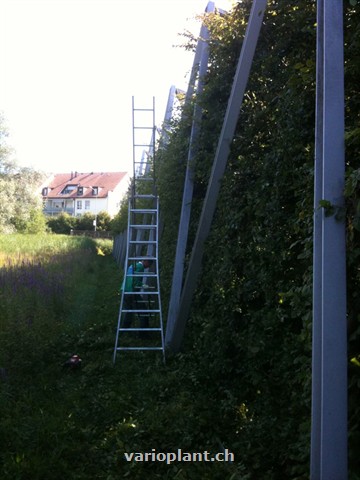 Seitenflächen werden mit Bockleiter geschnitten