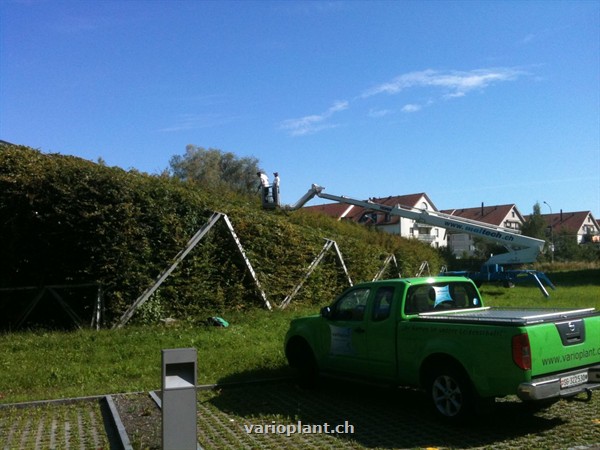 Übersicht des Heckenkörpers