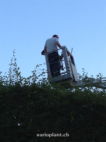 Es grünt die Hecke!