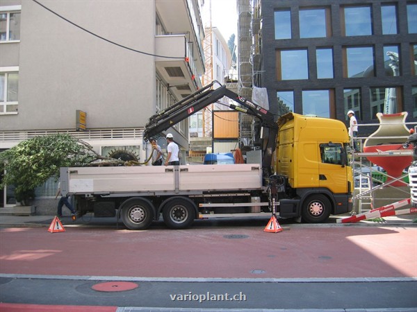 Ankunft des Baumes auf LKW