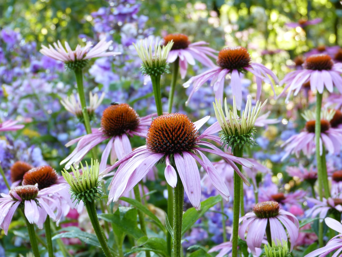 Sommerblumen im Garten