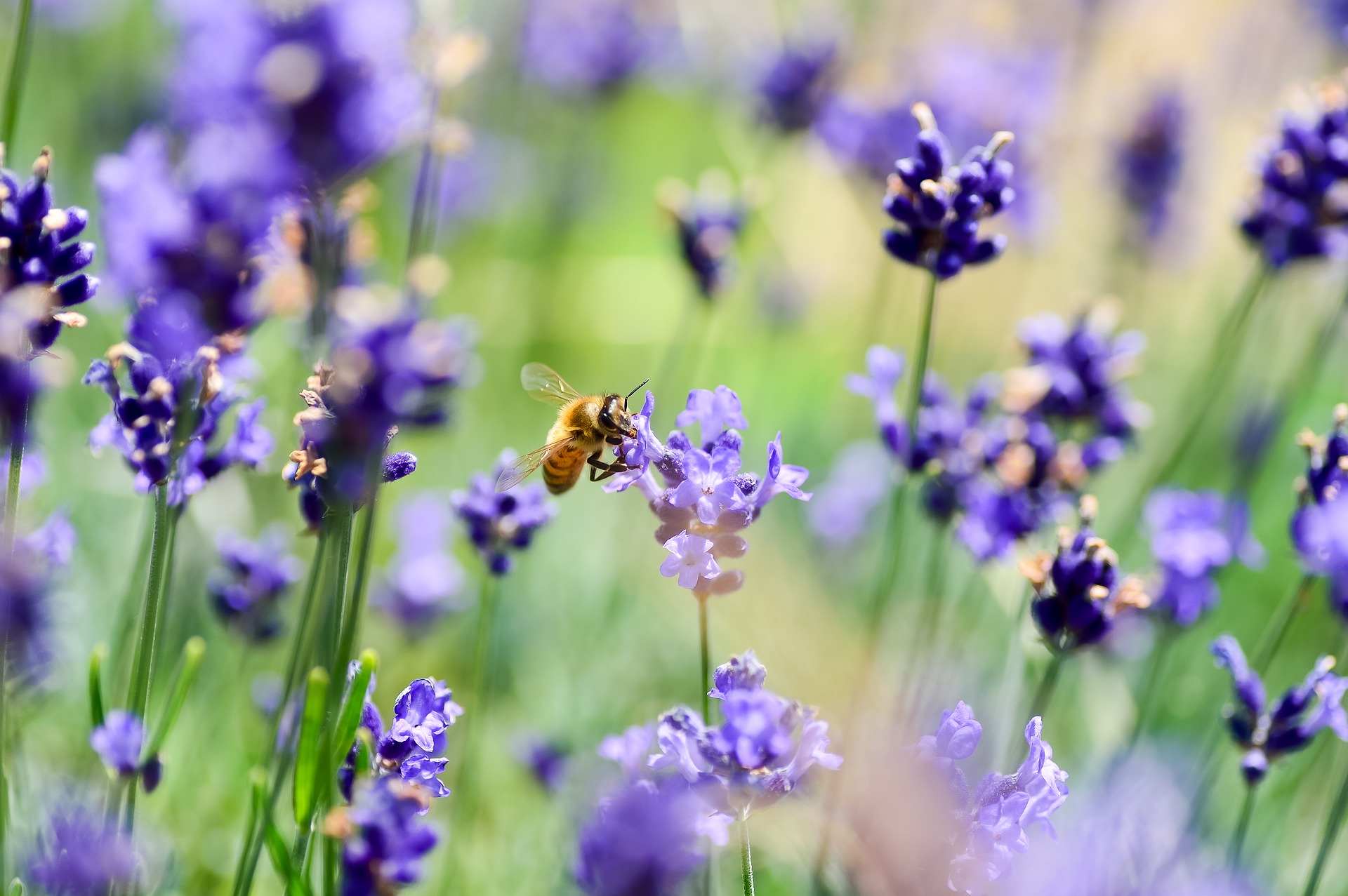 Sommerblumen im Garten
