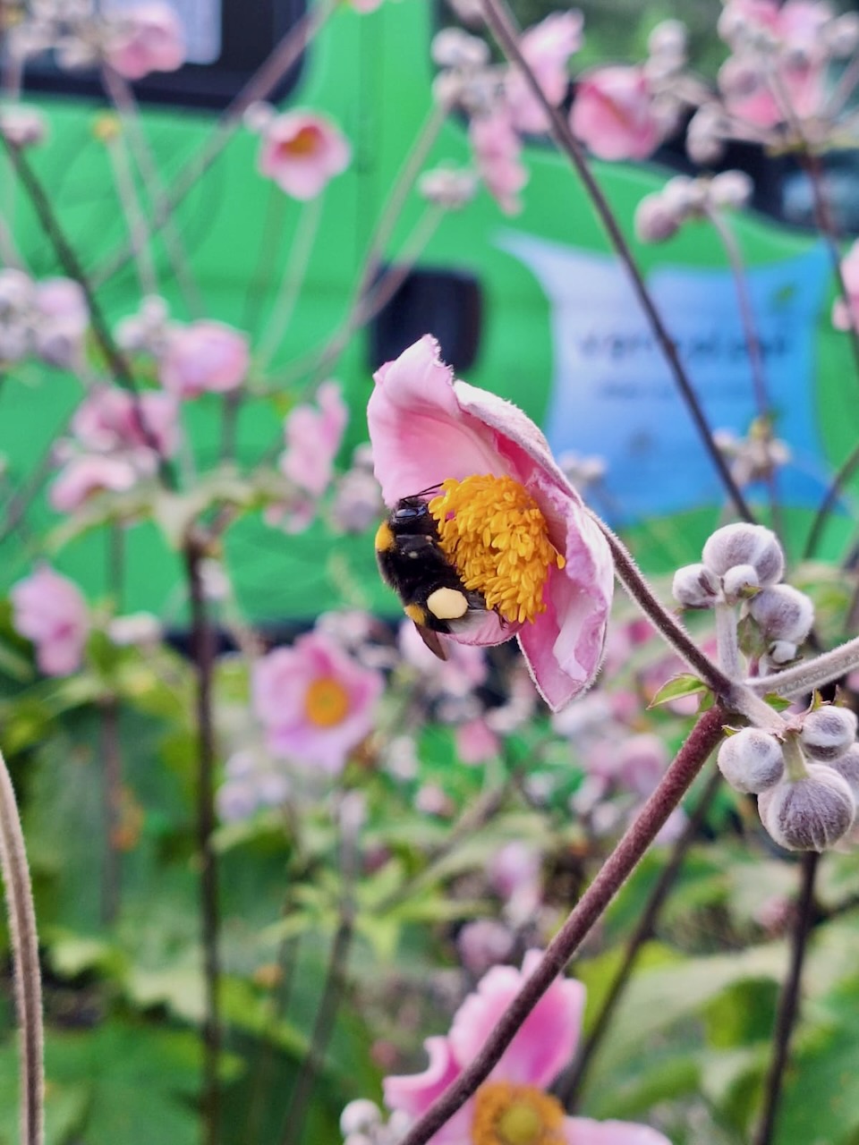 Biodiversität - Tipps und Tricks von der varioplant