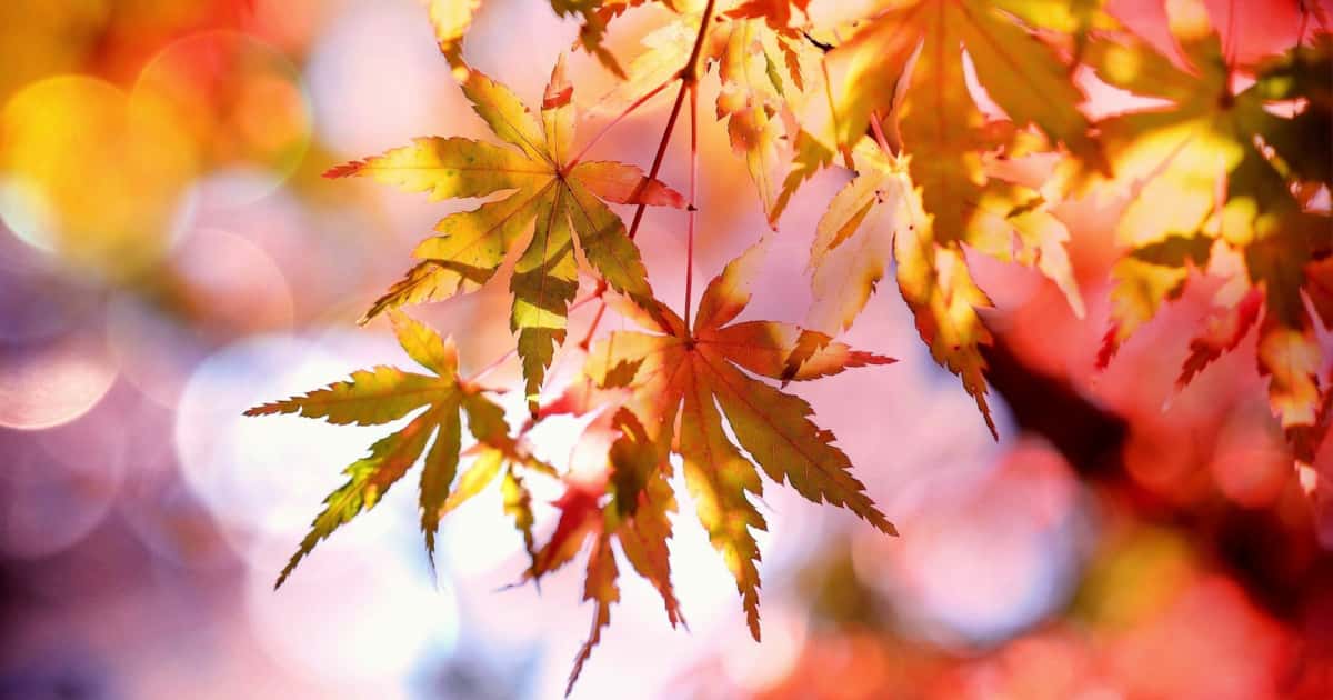 Herbstzeit ist Farbenzeit!