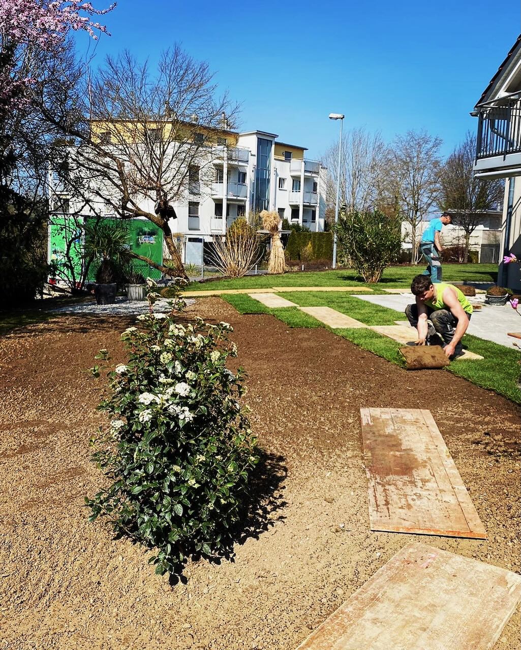 Rasen verlegen - Rollrasen - schnell grün?