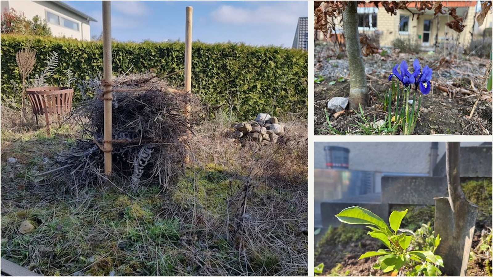 Grün statt Grau: Wie Sie Ihren Garten in St. Gallen entsiegeln und biodivers gestalten