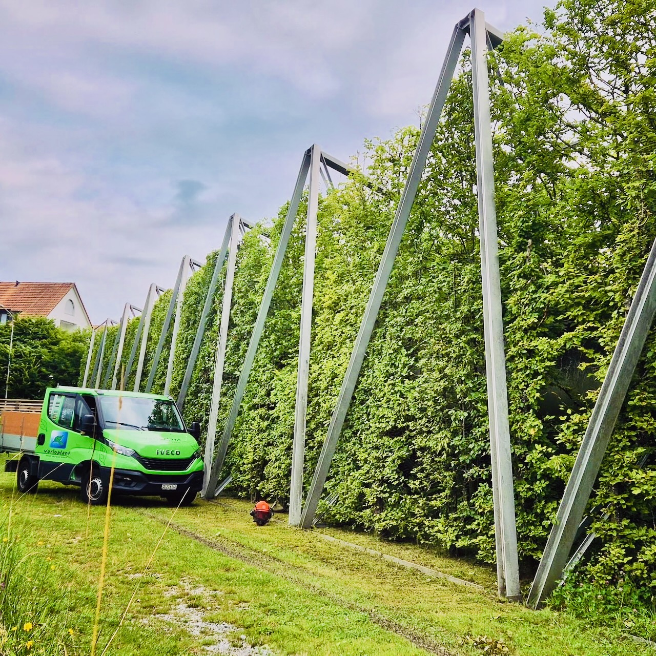 Transformation im Garten: Vorher/Nachher Heckenschnitt