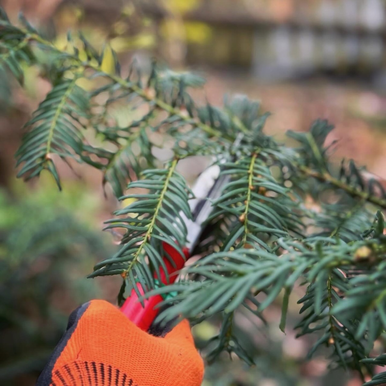 Müssen Bäume und Sträucher im Winter geschnitten werden?
