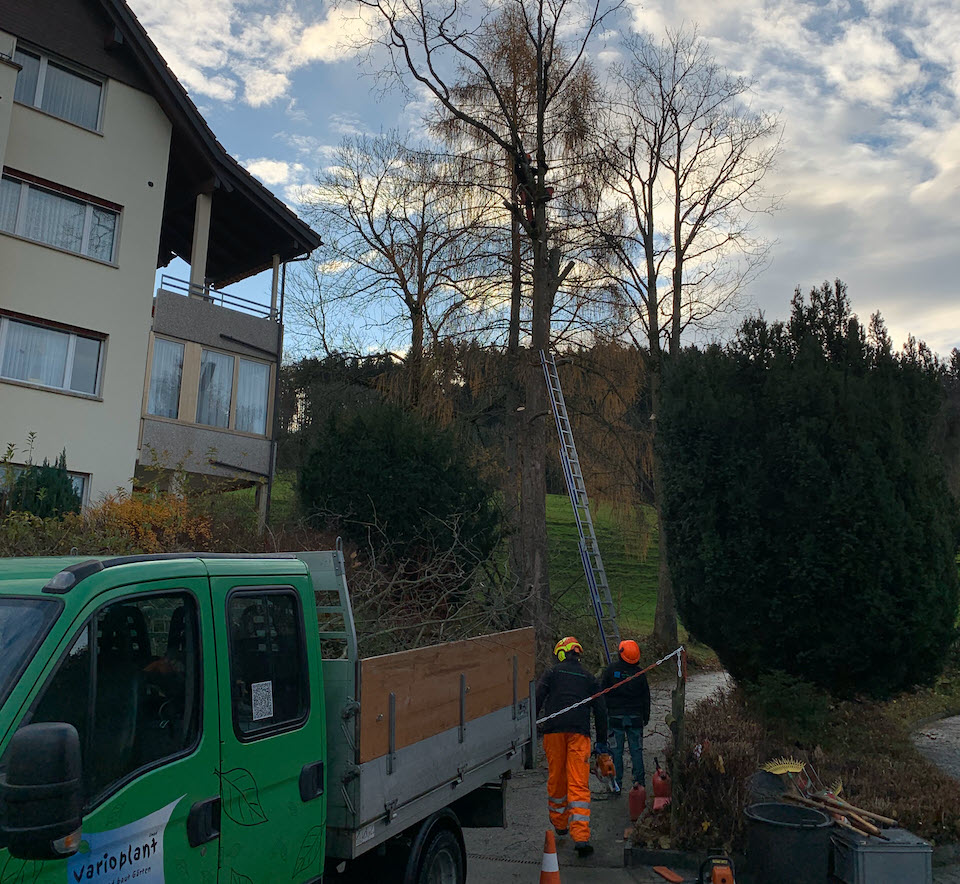 Baumpflege & Rodungen