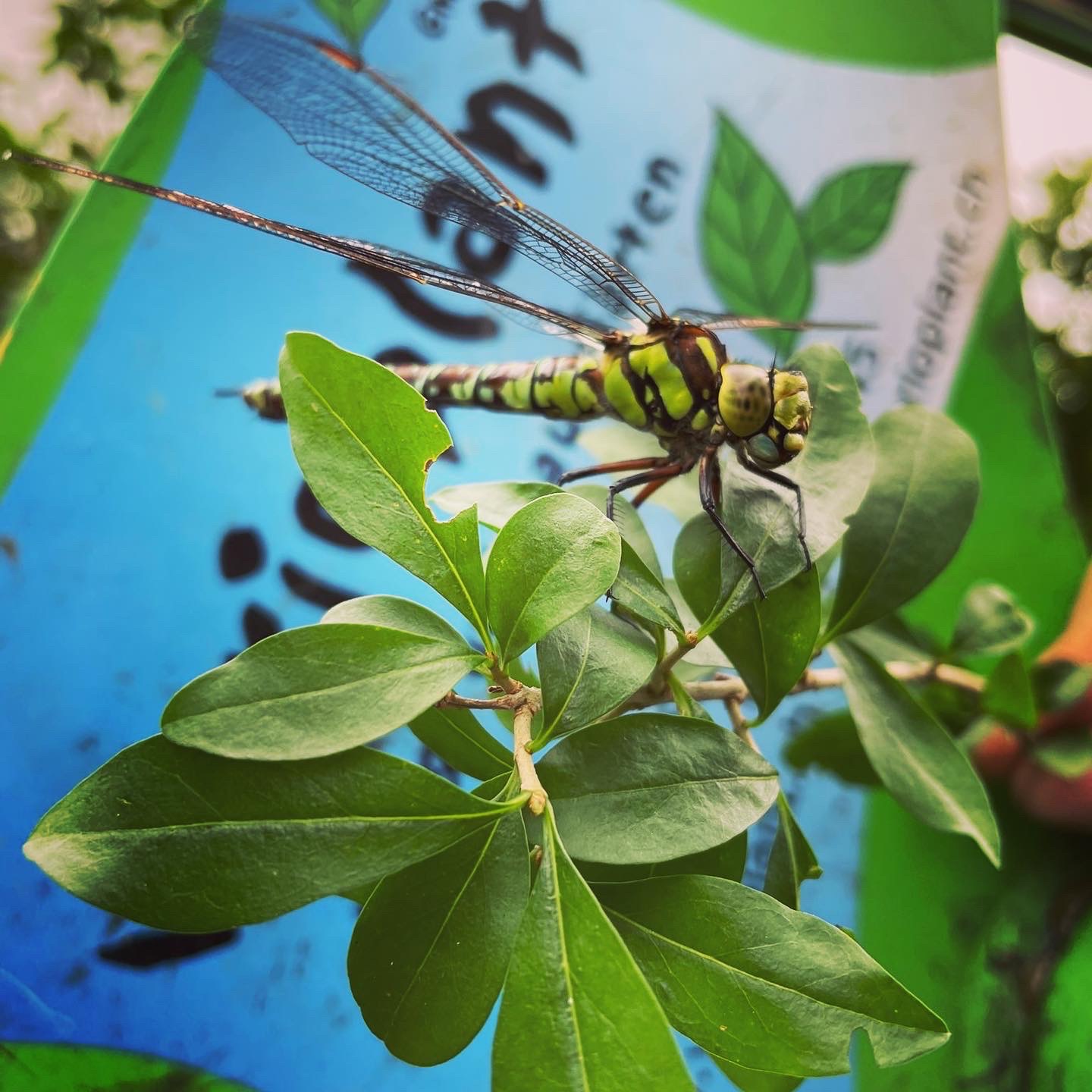 Gartenprojekte 2023 - wir kommen!