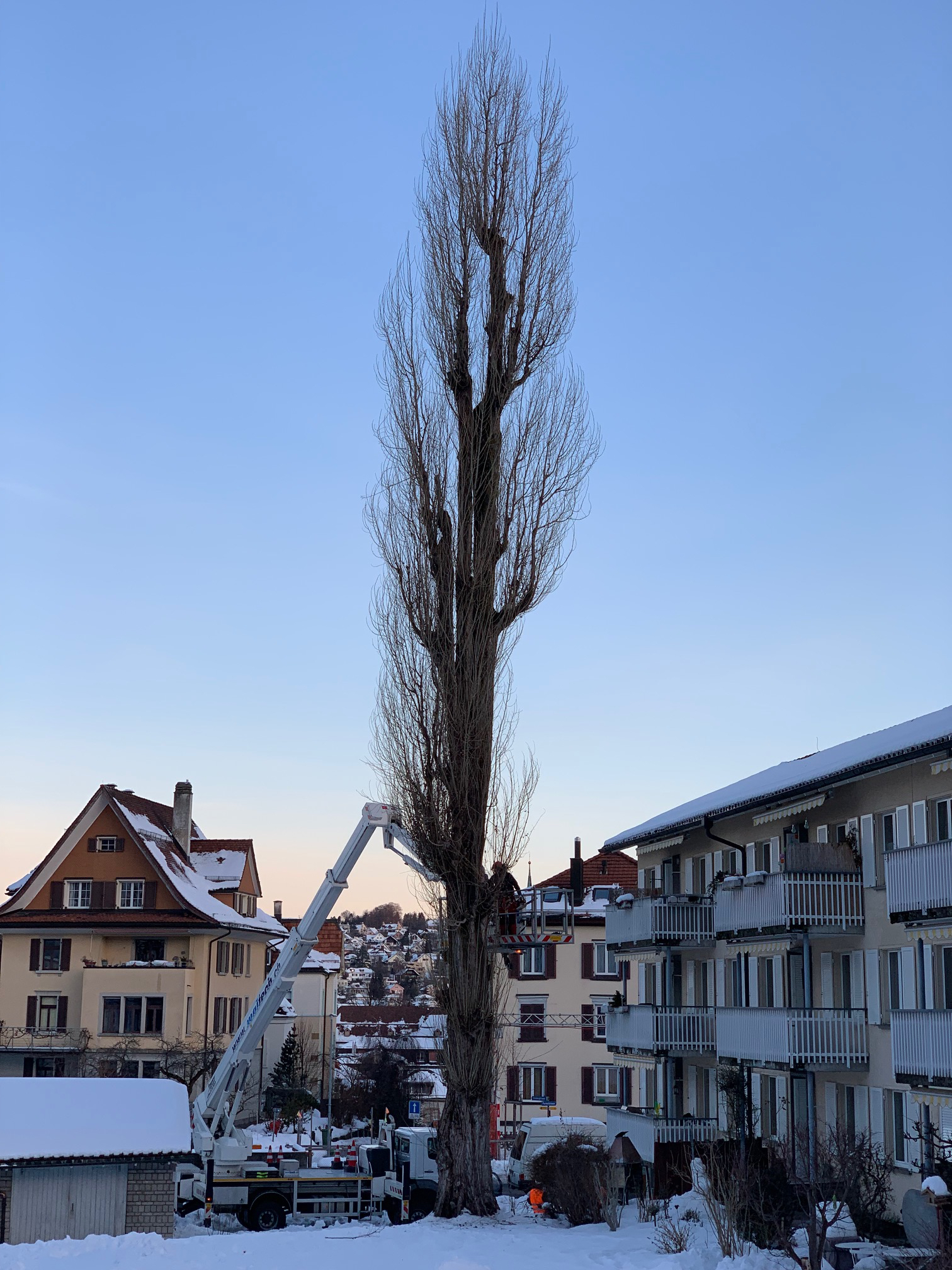 Baumpflege in luftiger Höhe